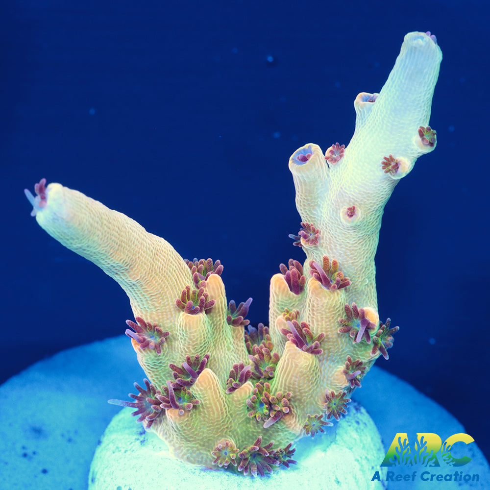 Greg's Unicorn Acro