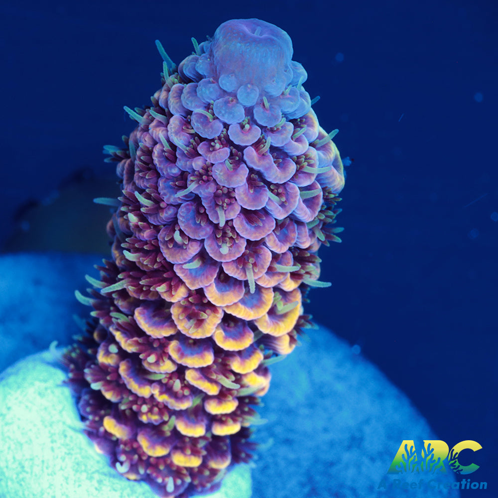 ARC Strawberry Spath