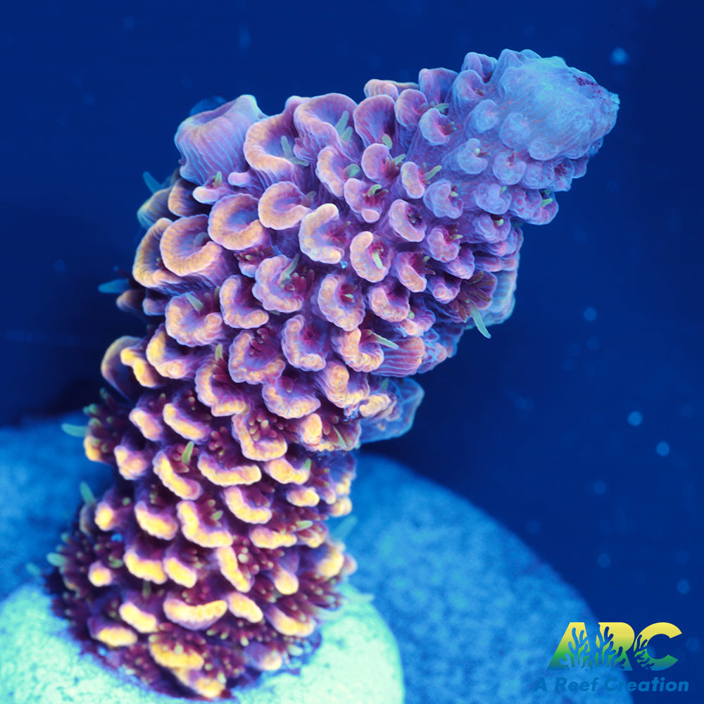 ARC Strawberry Spath