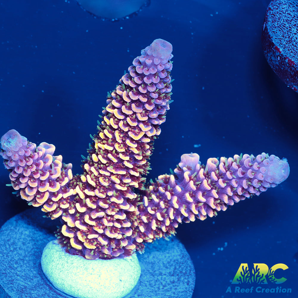 ARC Strawberry Spath