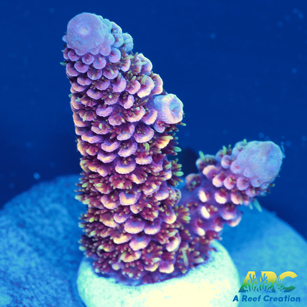 ARC Strawberry Spath