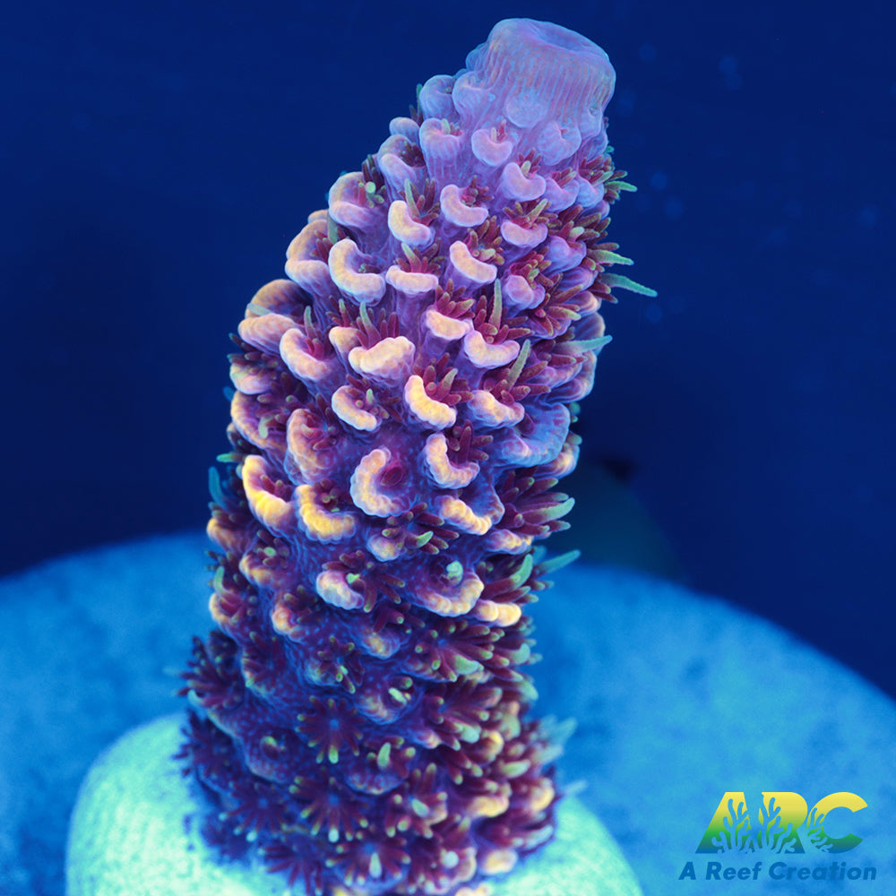 ARC Strawberry Spath