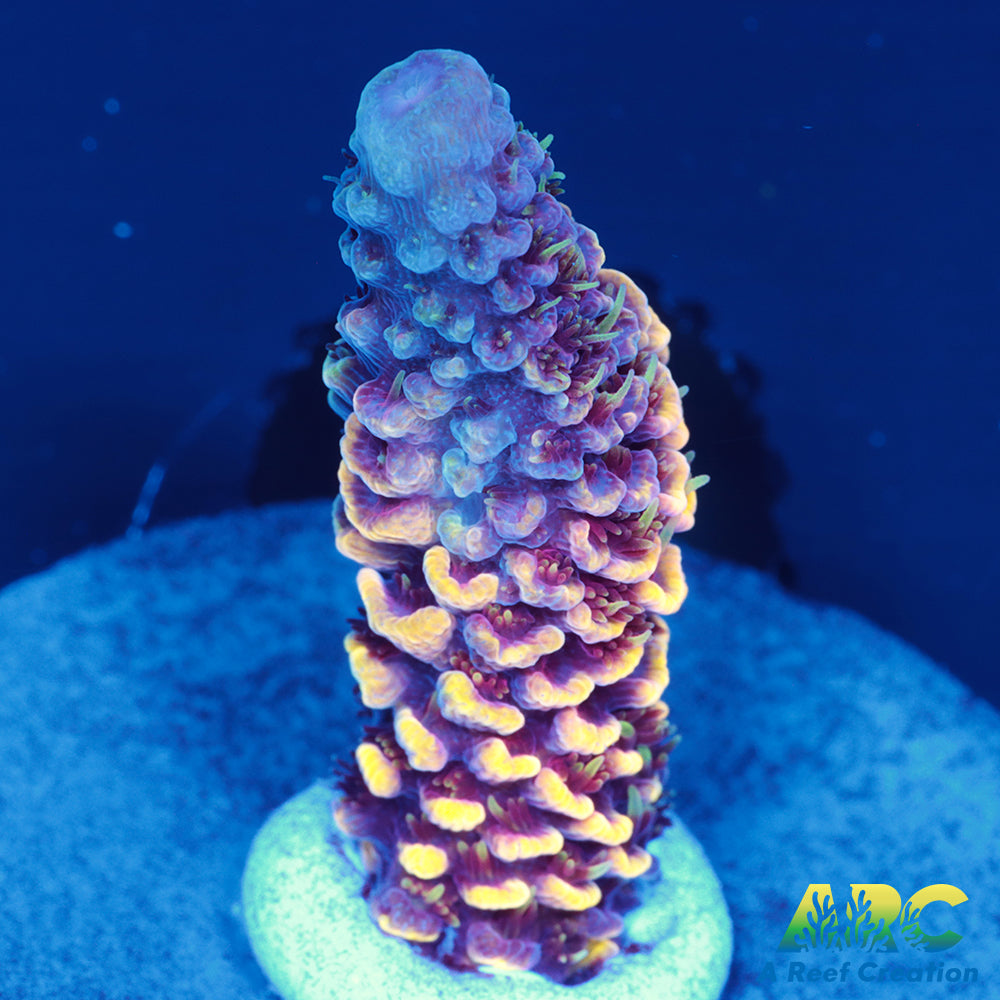 ARC Strawberry Spath