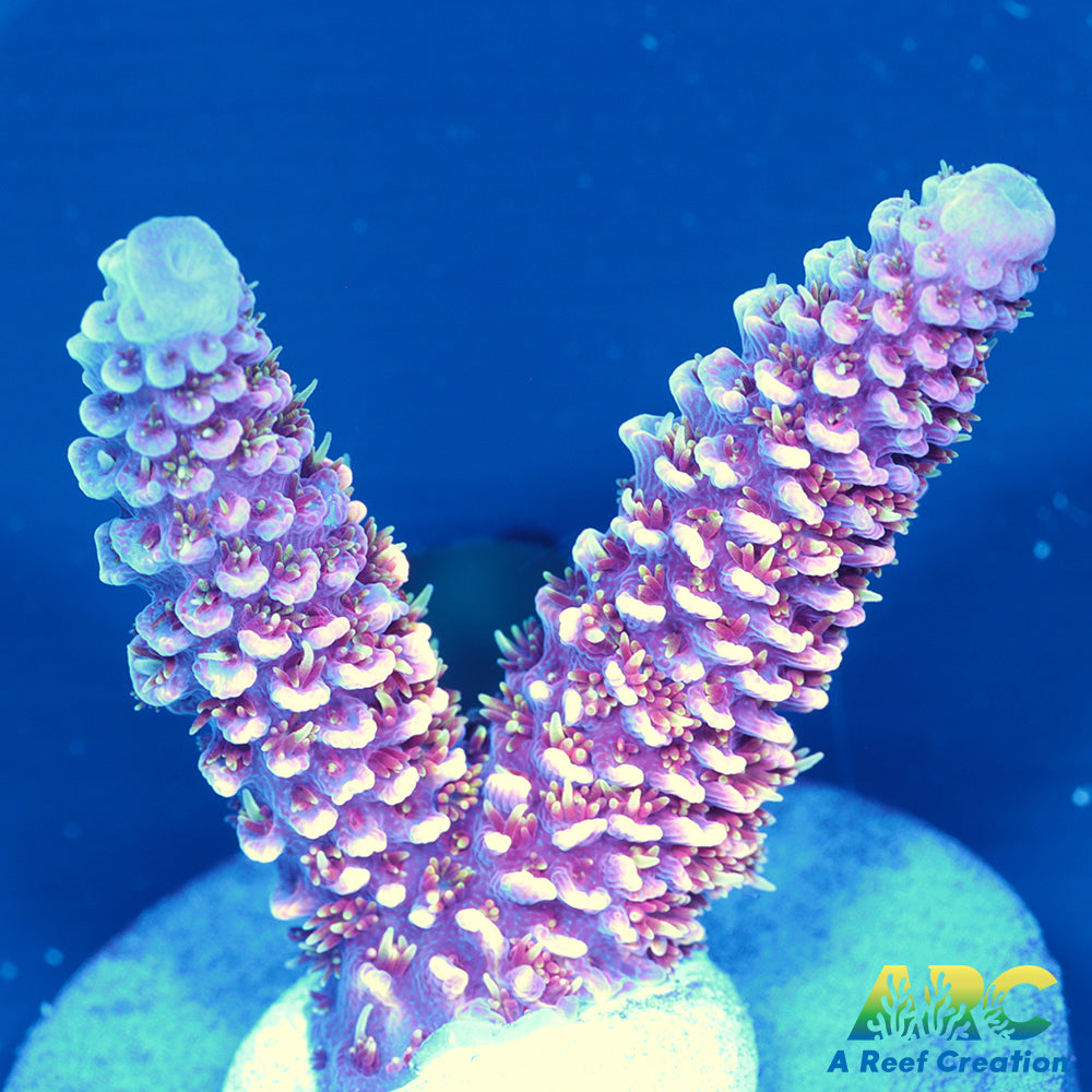 ARC Strawberry Spath