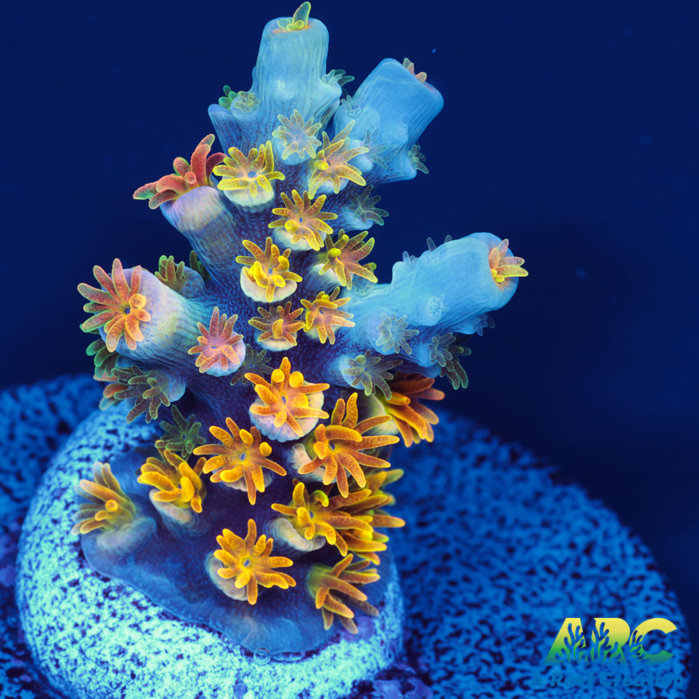 MattV Rainbow Envy Tenuis