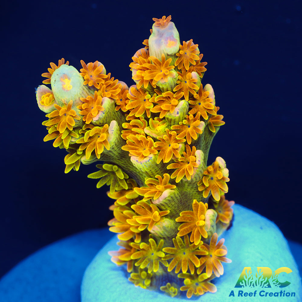 MattV Rainbow Envy Tenuis