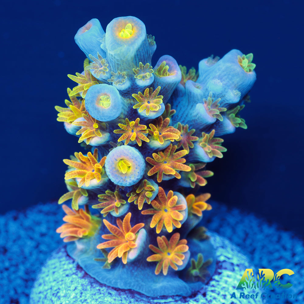 MattV Rainbow Envy Tenuis