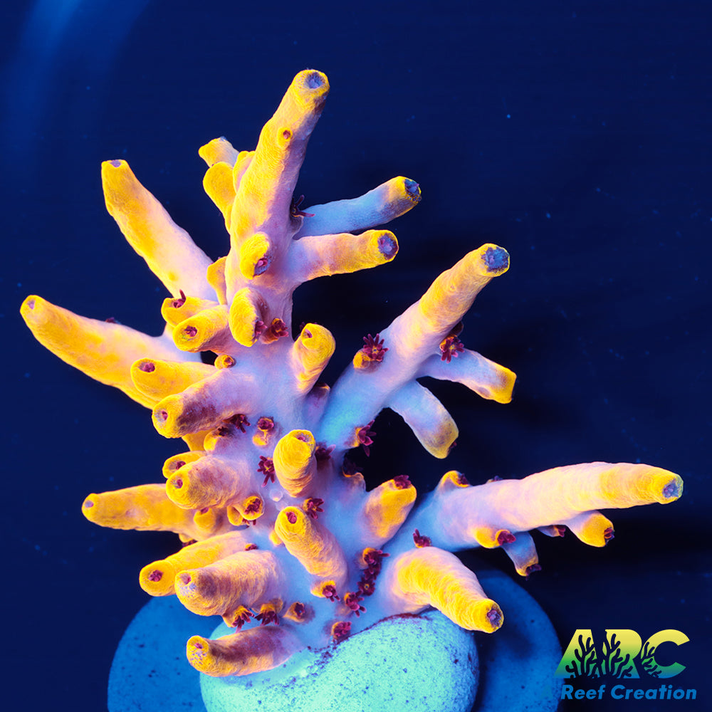 RRC Fuzzy Navel Chunk