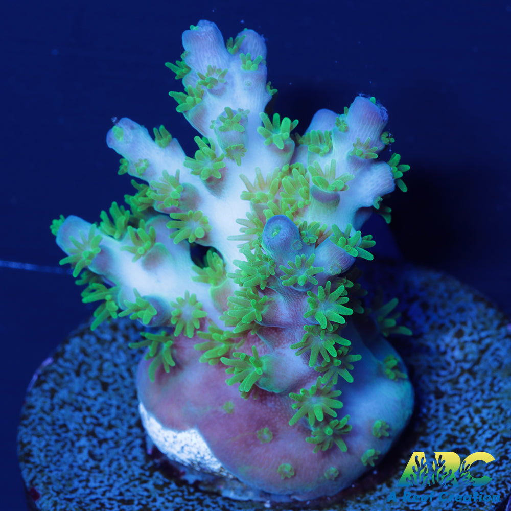 RRC Marvin the Martian