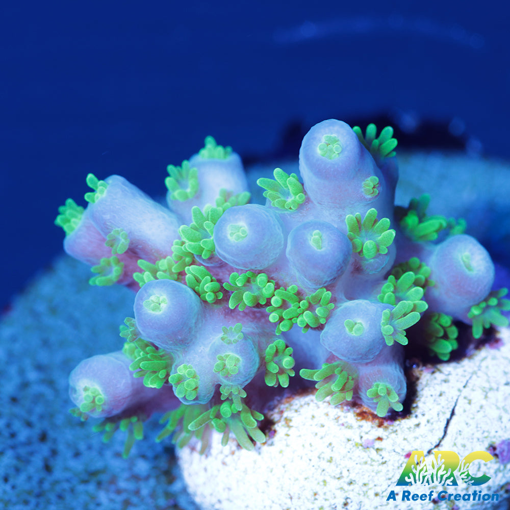 RRC Marvin the Martian