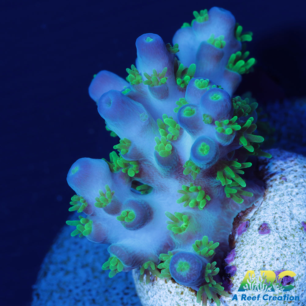 RRC Marvin the Martian