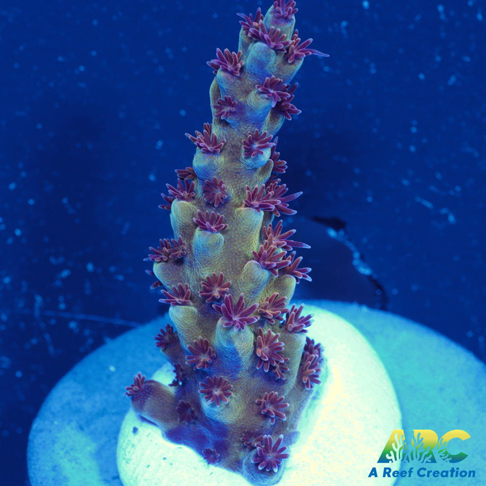 Sanjay's Concord Grape