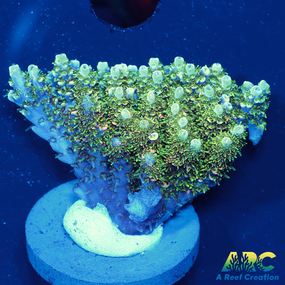 Sanjay's Party Time Table