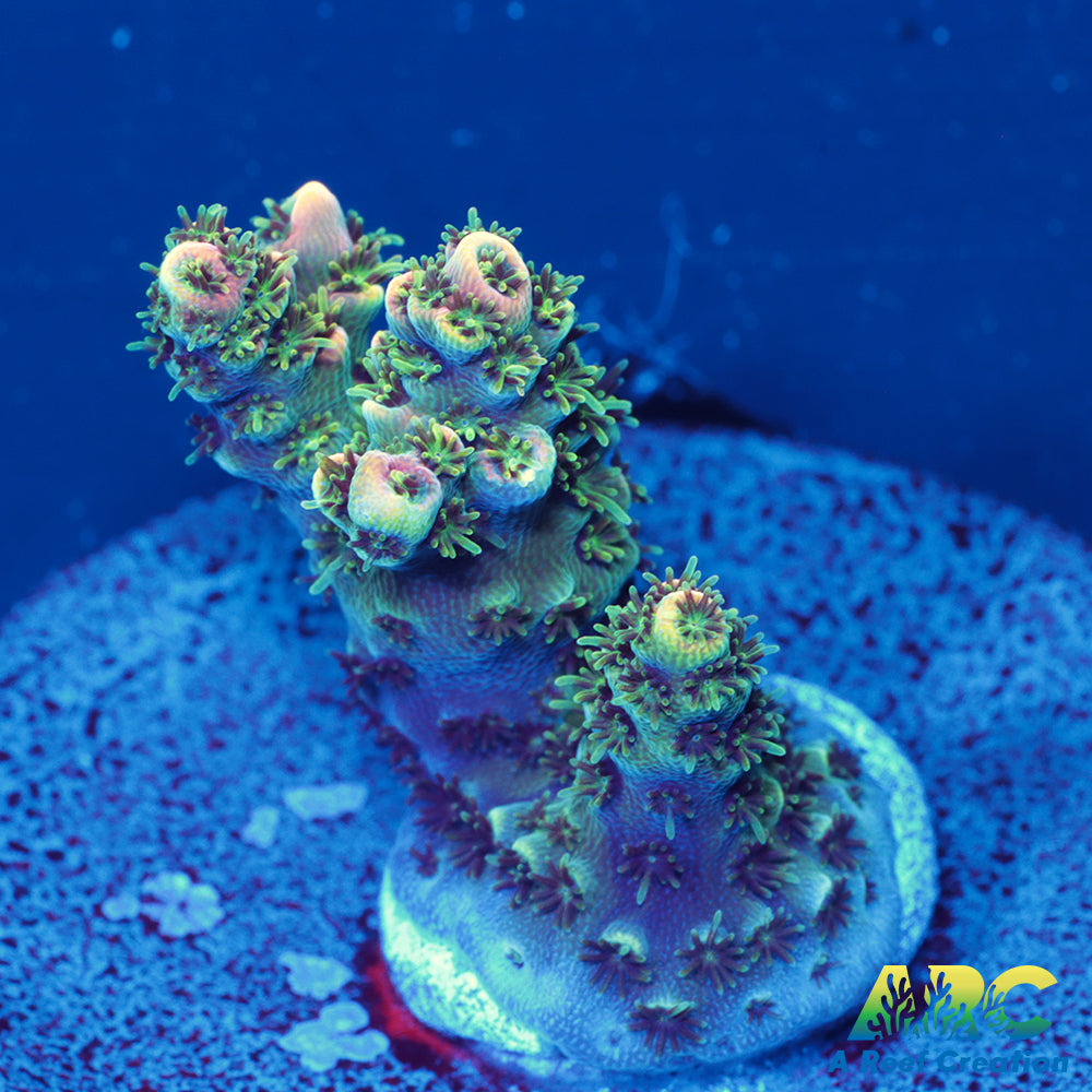 Sanjay's Party Time Table