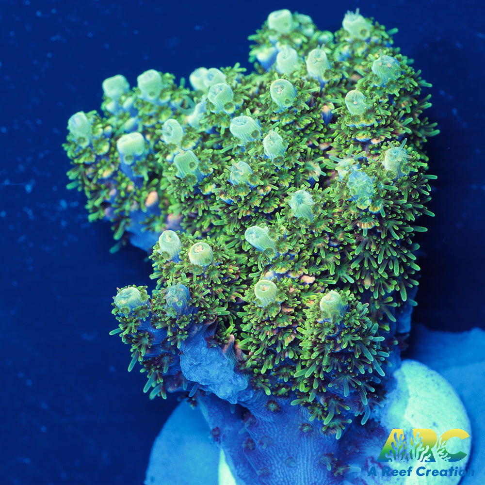 Sanjay's Party Time Table