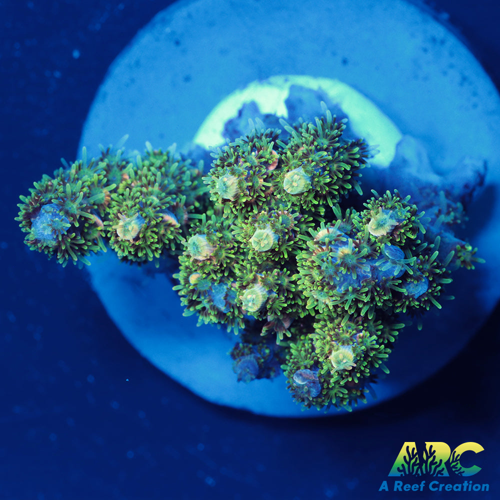 Sanjay's Party Time Table