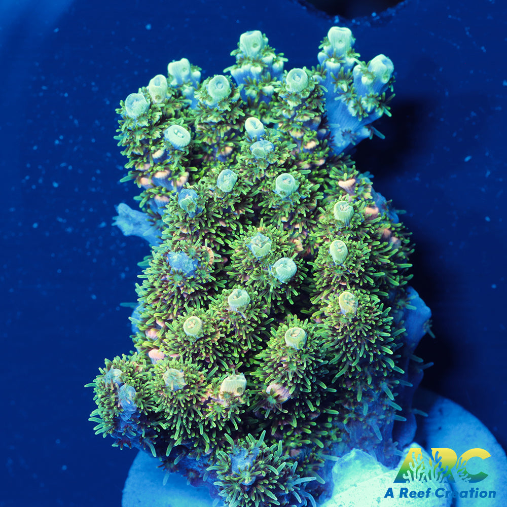 Sanjay's Party Time Table