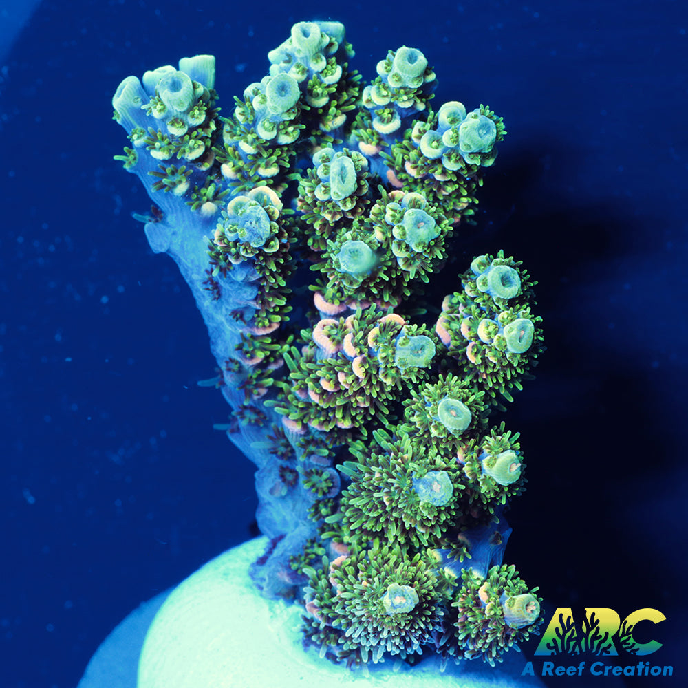 Sanjay's Party Time Table