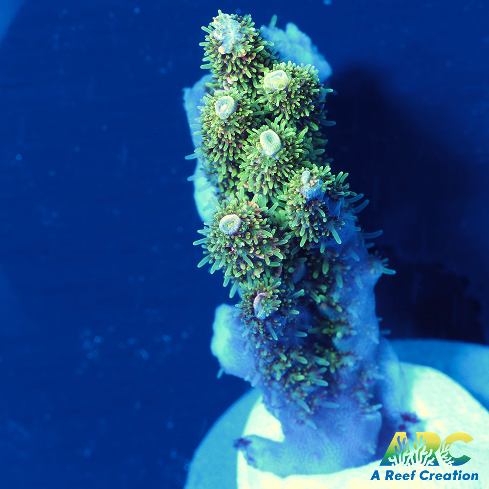 Sanjay's Party Time Table