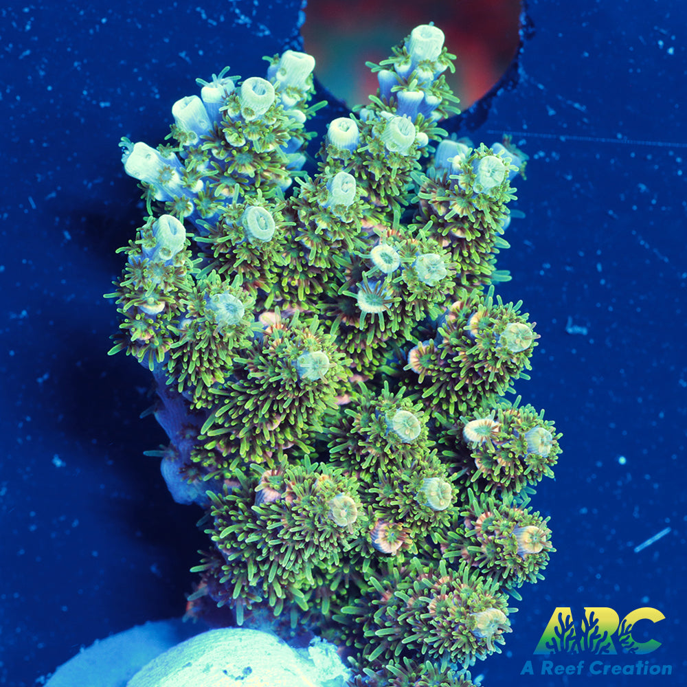 Sanjay's Party Time Table