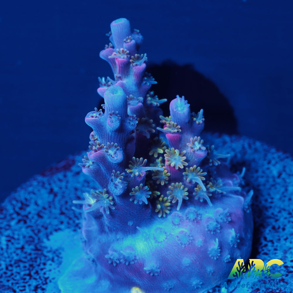 Tyree Pinky the Bear