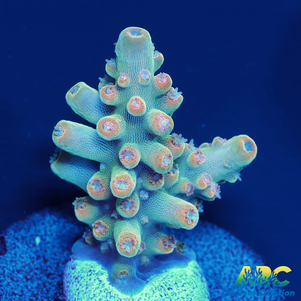 ARC Anthony's Pink Granulosa