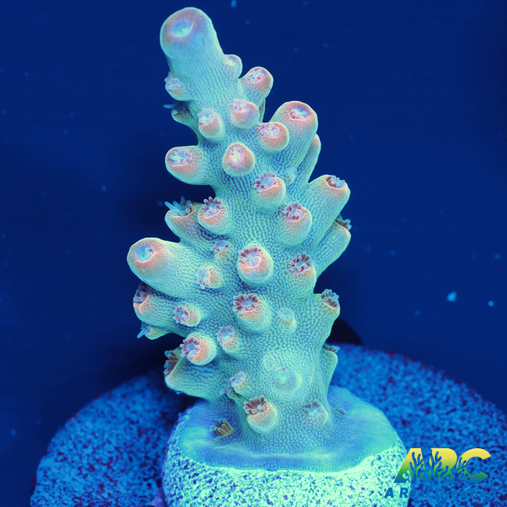 ARC Anthony's Pink Granulosa