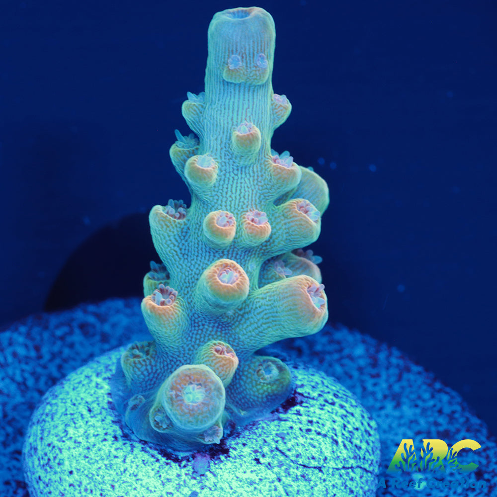 ARC Anthony's Pink Granulosa