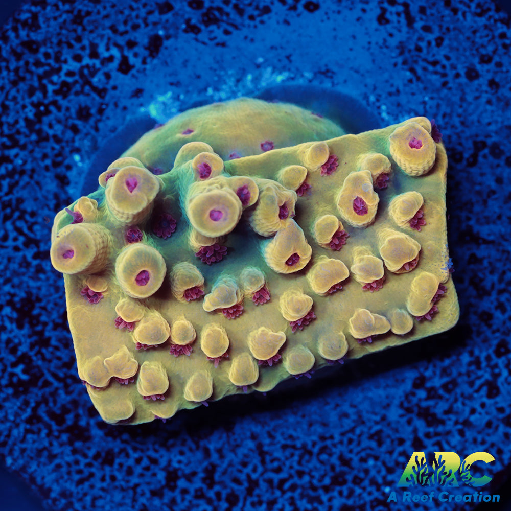 BK Chem Creme de la Creme Cookie