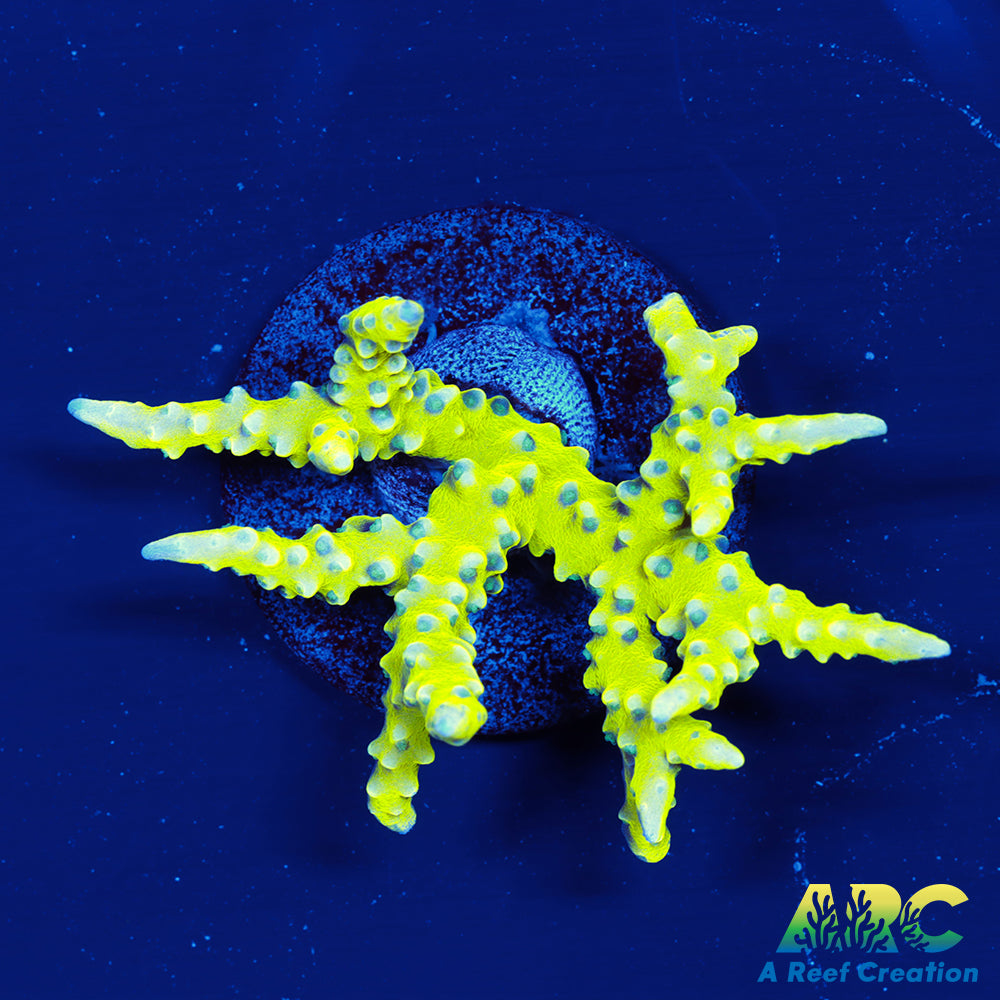 Green Goblin Anacropora