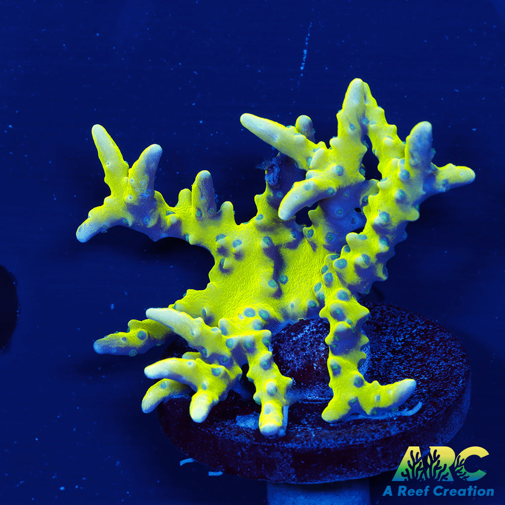 Green Goblin Anacropora