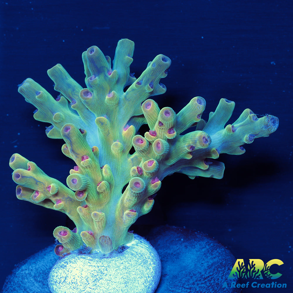 BK Chem Creme de la Creme