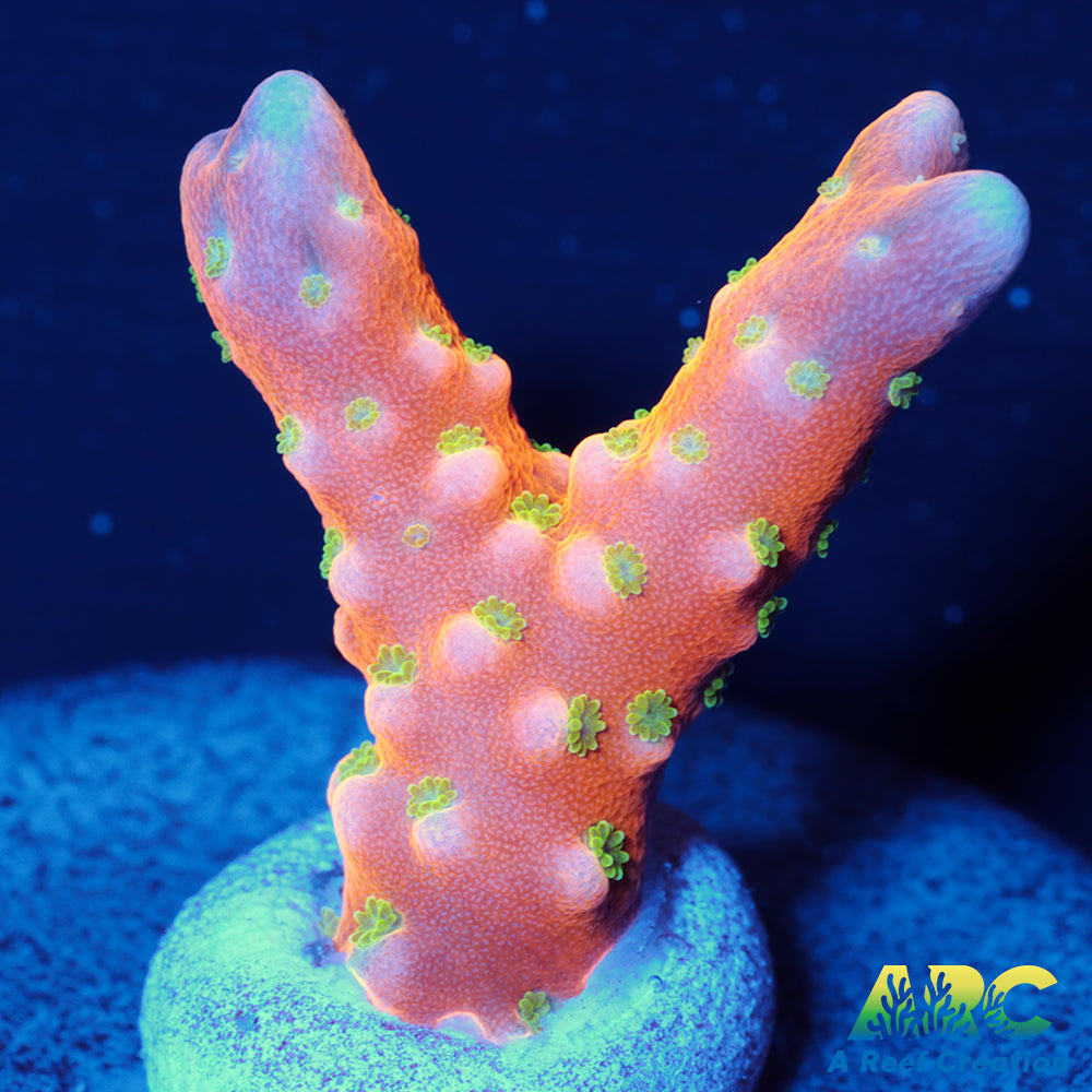 RRC Tropicana Anacropora