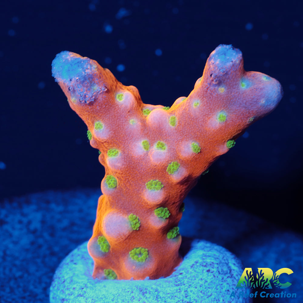RRC Tropicana Anacropora