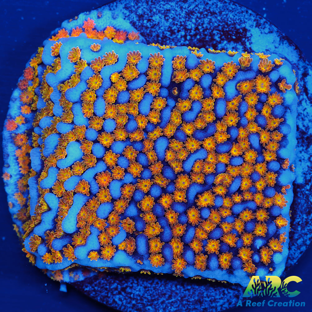 ARC Random Rainbow Monti