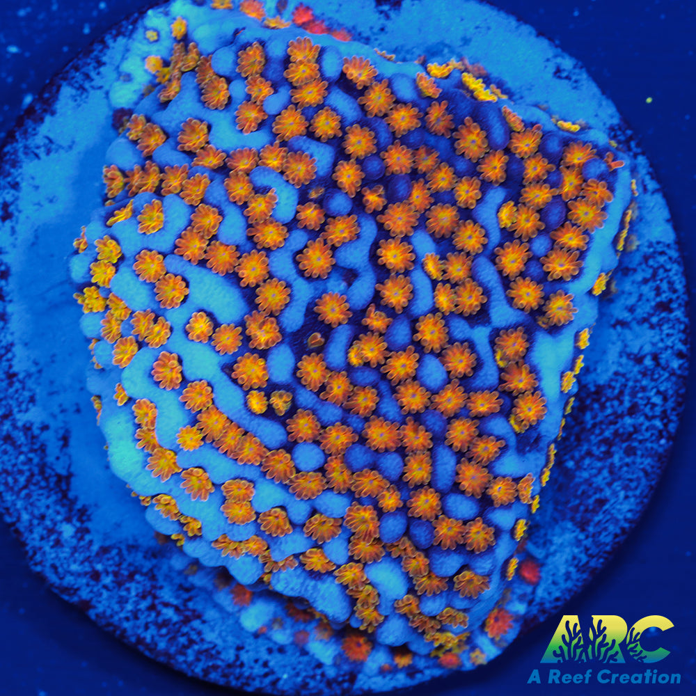 ARC Random Rainbow Monti