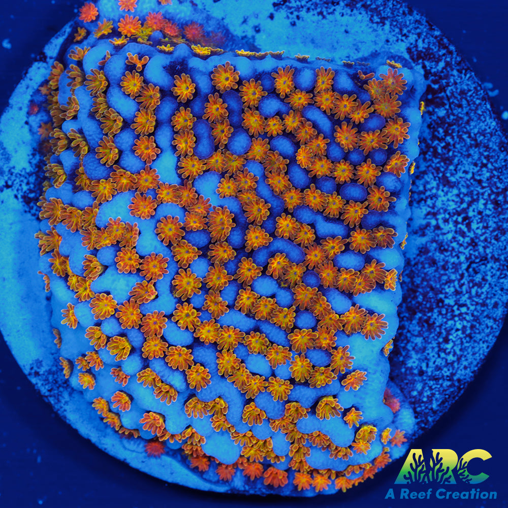 ARC Random Rainbow Monti