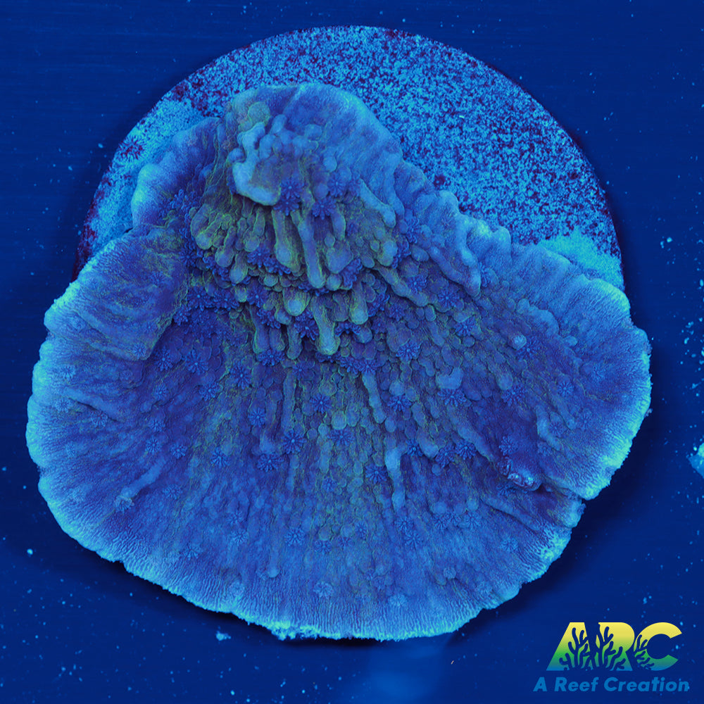 New Release ARC Lake Effect Monti Cap