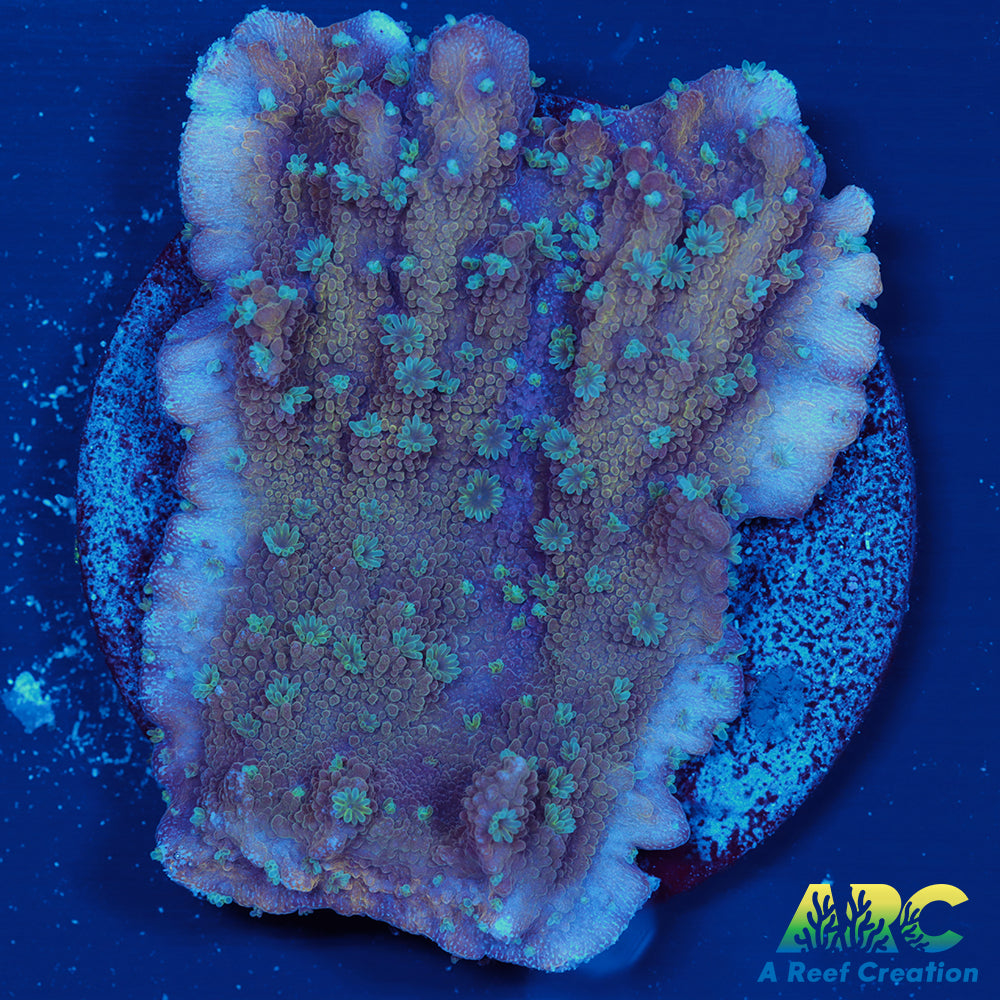 Blue Polyp Montipora hirsuta