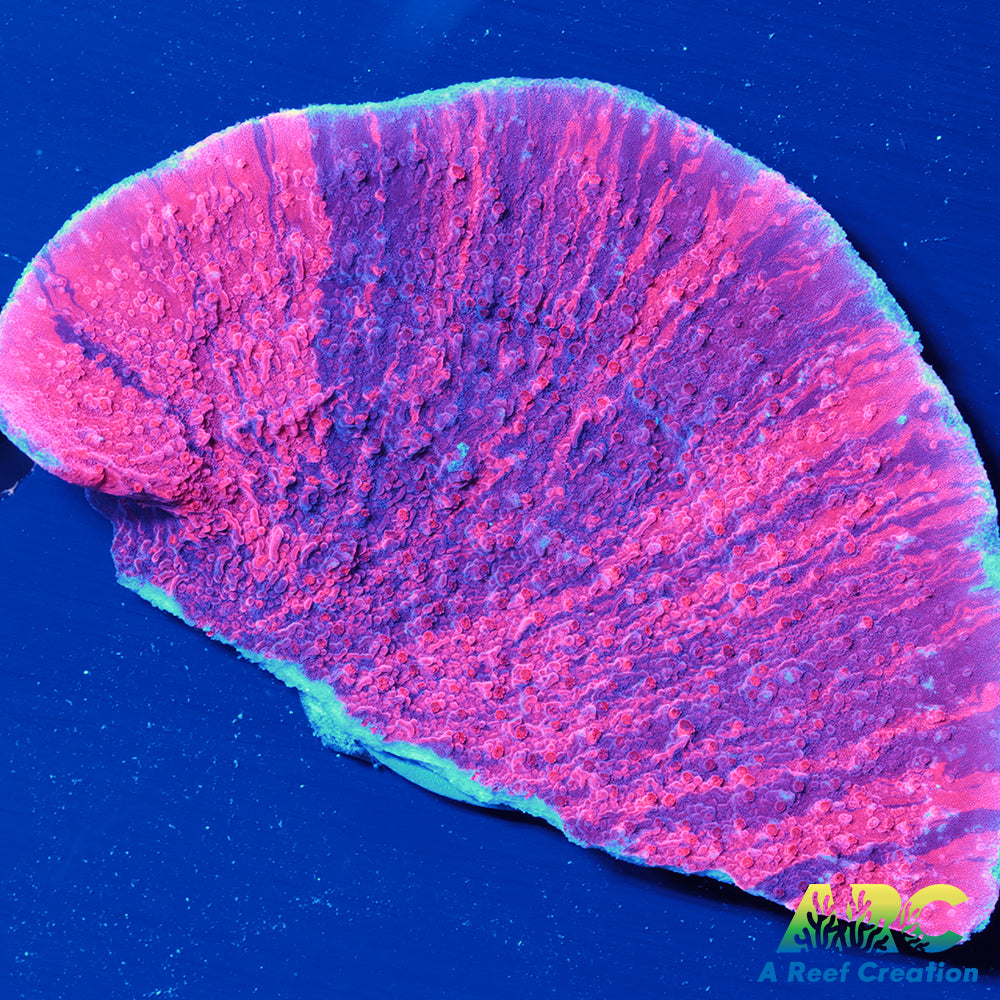 IA Cherry Garcia Monti Cap