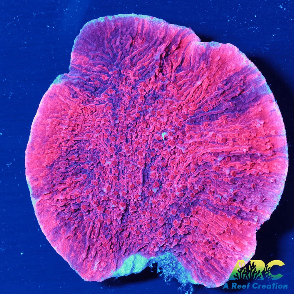 IA Cherry Garcia Monti Cap