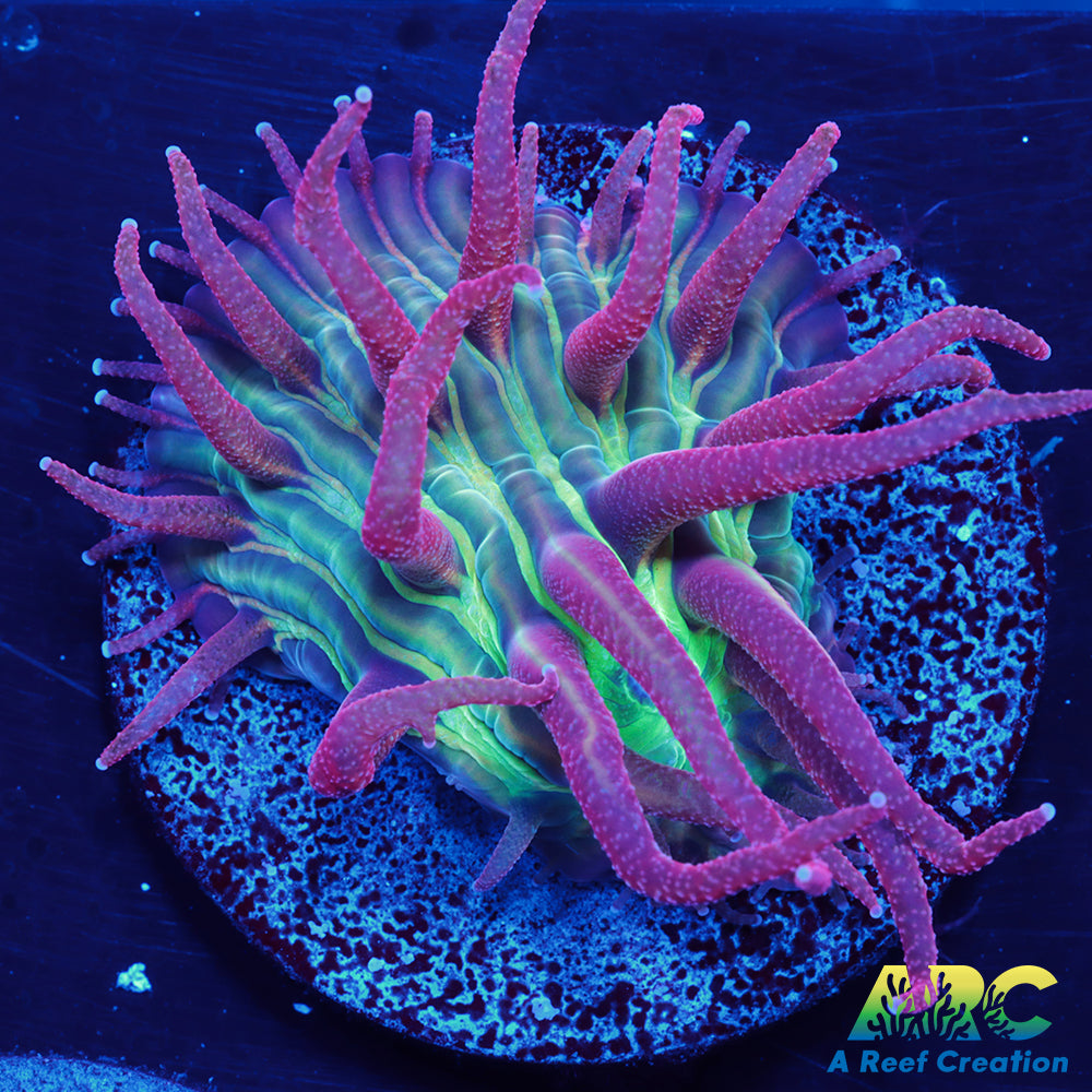ARC Purple Hydra Diaseris Plate