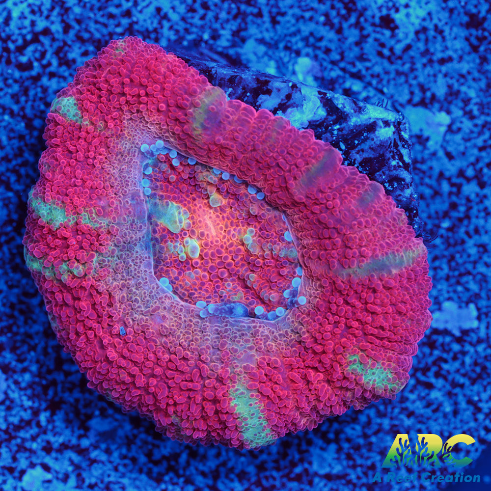 ARC Yellow Eye Indo Acan