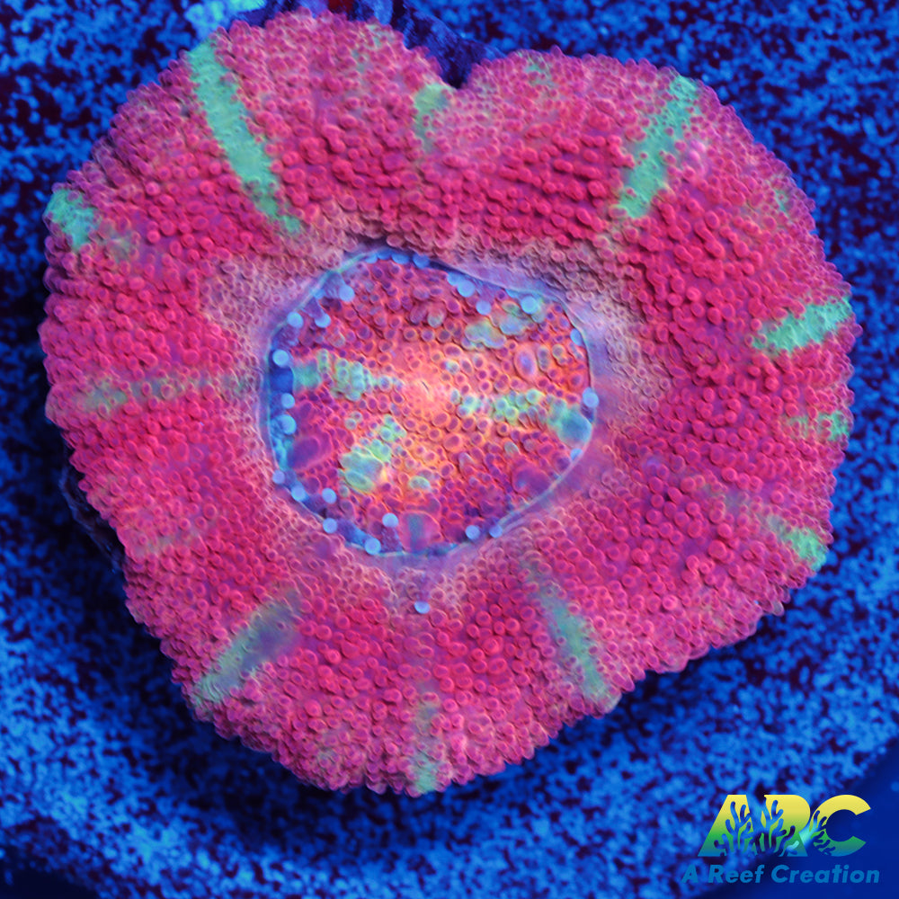 ARC Yellow Eye Indo Acan
