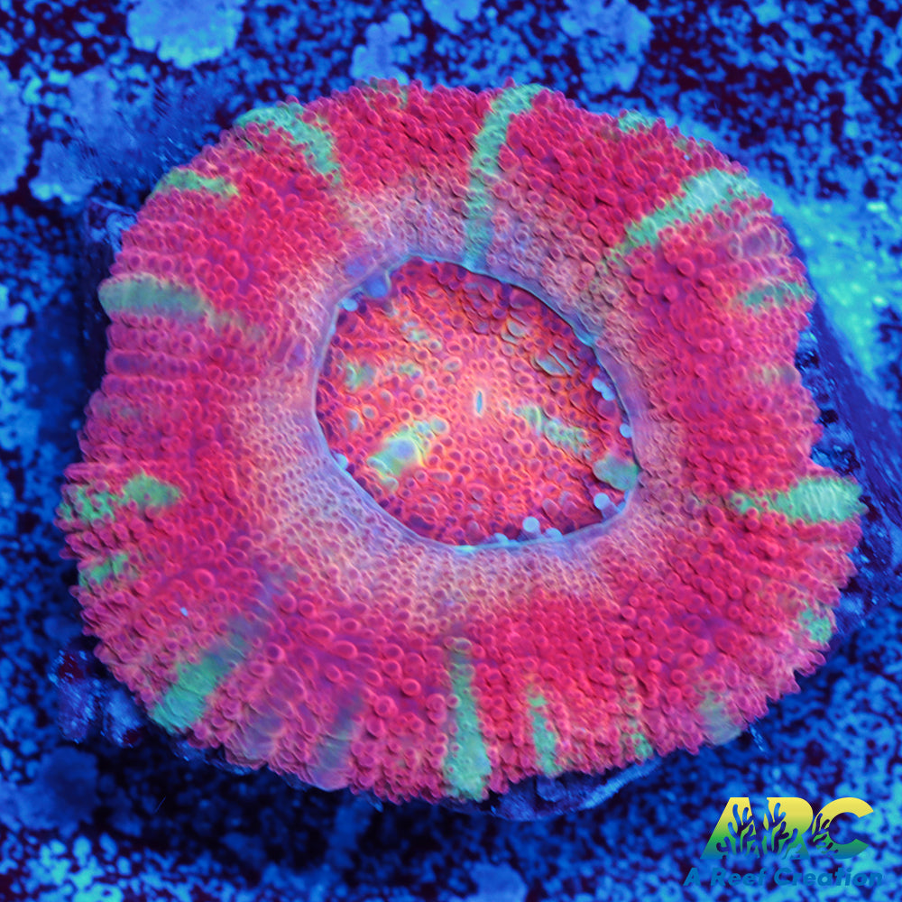 ARC Yellow Eye Indo Acan