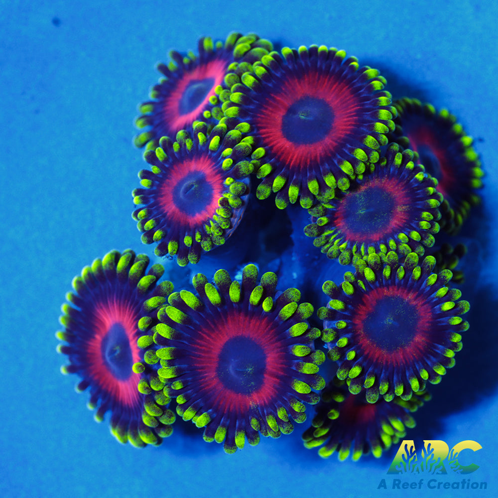 Deep Water Watermelons