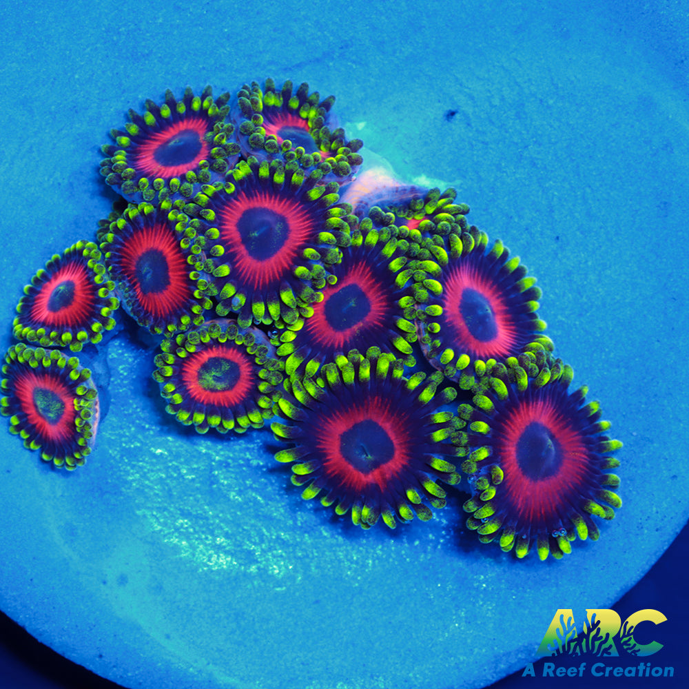 Deep Water Watermelons