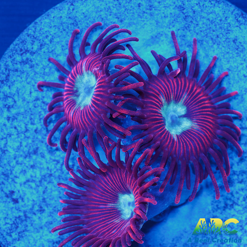 Lazy's Chrysanthemums