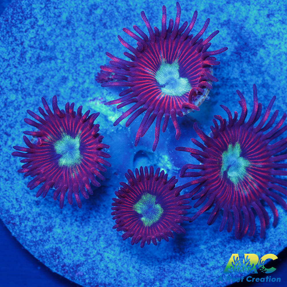 Lazy's Chrysanthemums