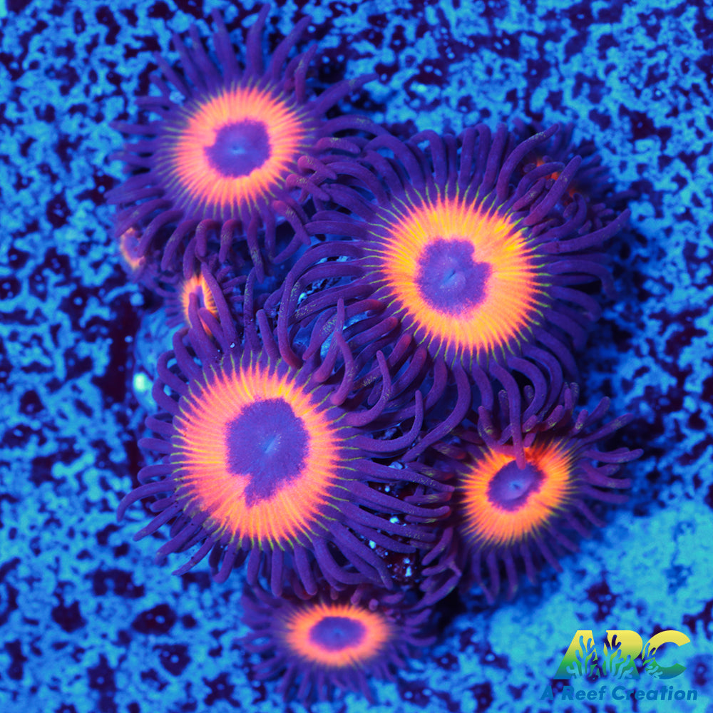 Johnny's Sea Pumpkins